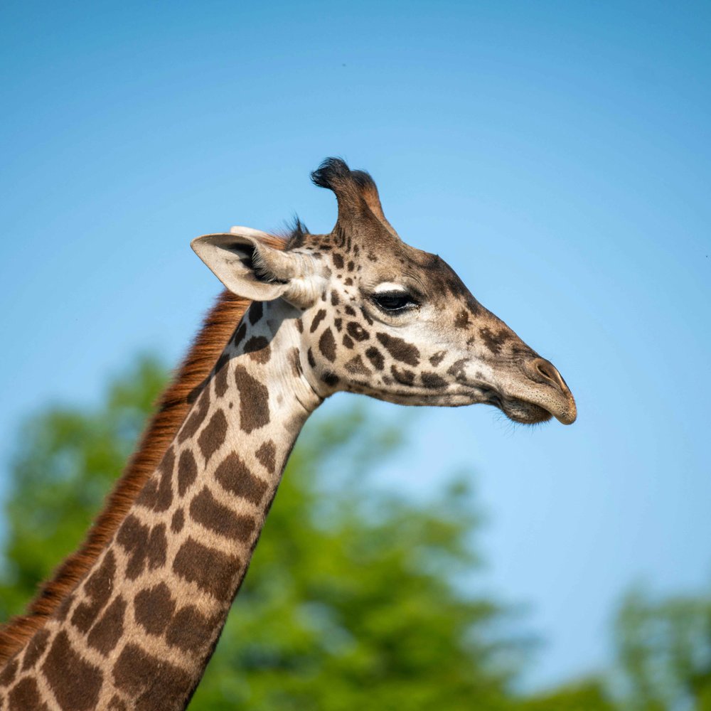 A Giraffe