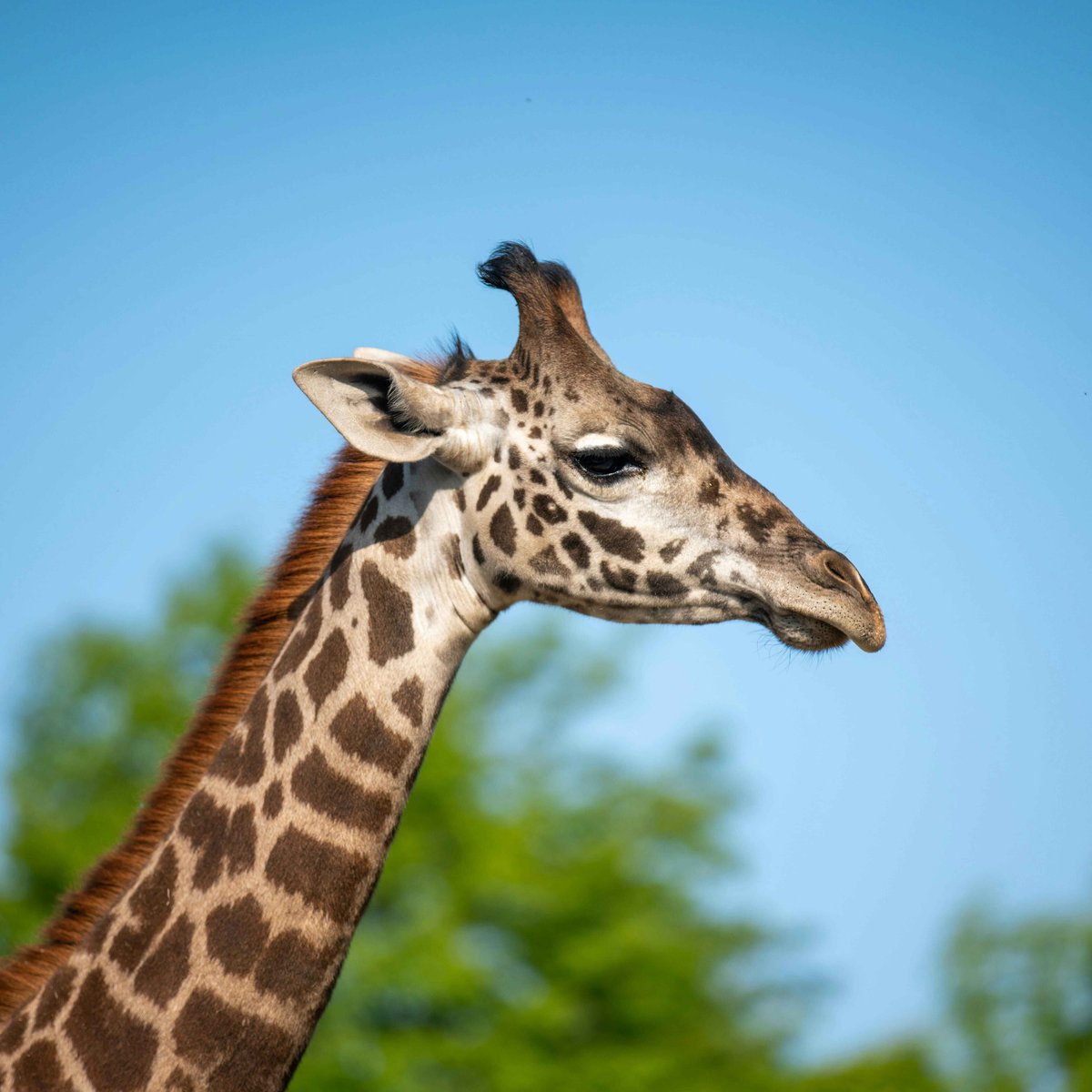 A Giraffe