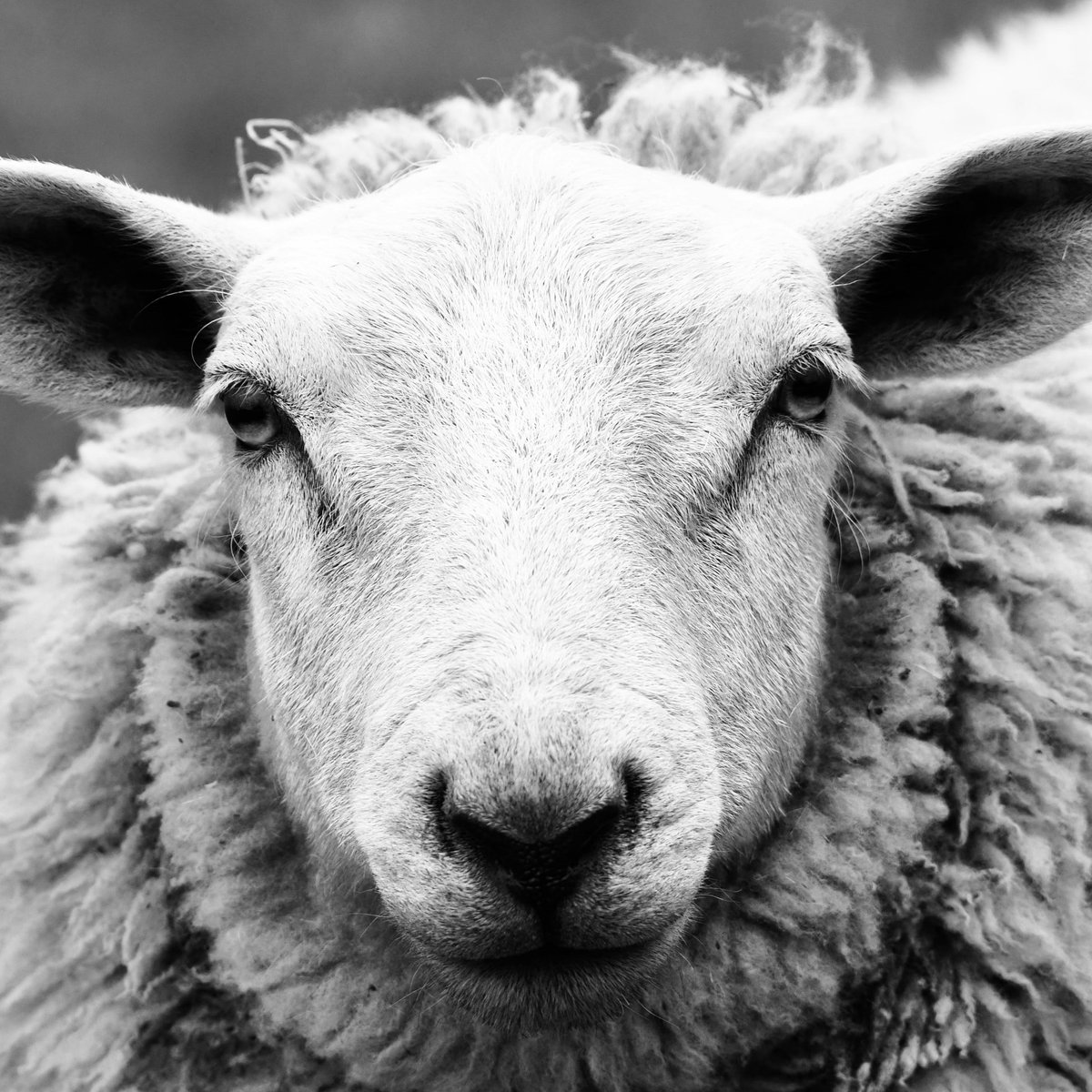 Image of a sheep.